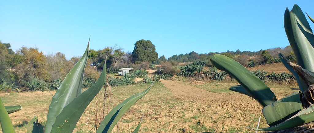 San Pancho Galería